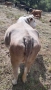 Продавам месодайна крава цена , снимка 7