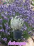 Лавандула в саксии-сортове, снимка 9
