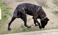 Падарявам  Cane Corso x Alabai, снимка 3