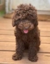 Пудел мини , снимка 2
