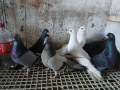 Римски гълъби , снимка 1