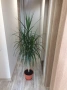 Драцена, Хлорофитум, снимка 2