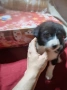 спешно подарявам кученца пинчер , снимка 3