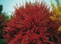 Цитисус-(Cytisus killiney red), снимка 1 - Градински цветя и растения - 39927557
