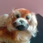 Колекционерска мека играчка Steiff Pekingese Peky Dog Germany, снимка 11