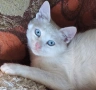бяло мъжко коте, сини очи, 5 мес., снимка 7