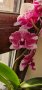 Орхидея Фаленопсис пелорик, снимка 1 - Стайни растения - 43059827