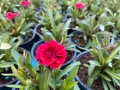 🧡💜🧡 Карамфил/Dianthus 🧡💜🧡, снимка 16