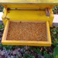 Пчелен прашец билков - реколта 2024, снимка 14 - Пчелни продукти - 14722628