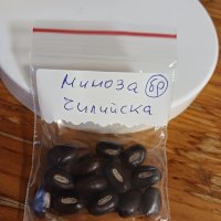 Промоция - 2бр семена  Чилийска Мимоза семена , снимка 1 - Сортови семена и луковици - 43966208