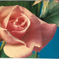 Картички рози, снимка 4 - Филателия - 28915077