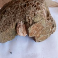Трилобит Trilobita - изкопаеми 3.5 - 2 см, снимка 2 - Колекции - 44081054