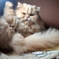 Женска персииска котка търси партньор, снимка 4 - Персийска - 42976080