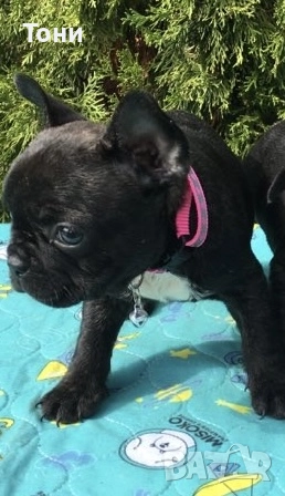 Френски Булдог French Bulldog , снимка 1