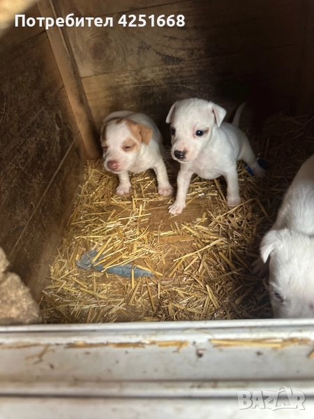 Джак ръселчета, снимка 1