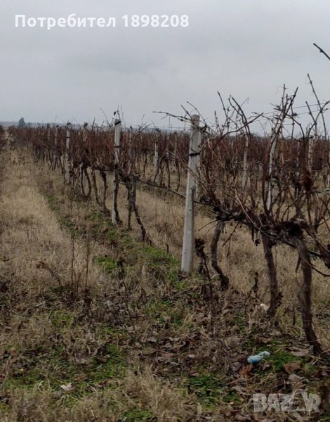 Лозе Шардоне, снимка 1