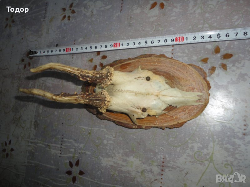 Старинен немски ловен трофей 2, снимка 1