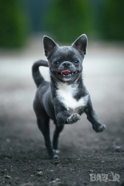 Синьо мъжко чихуахуа за разплод, снимка 1