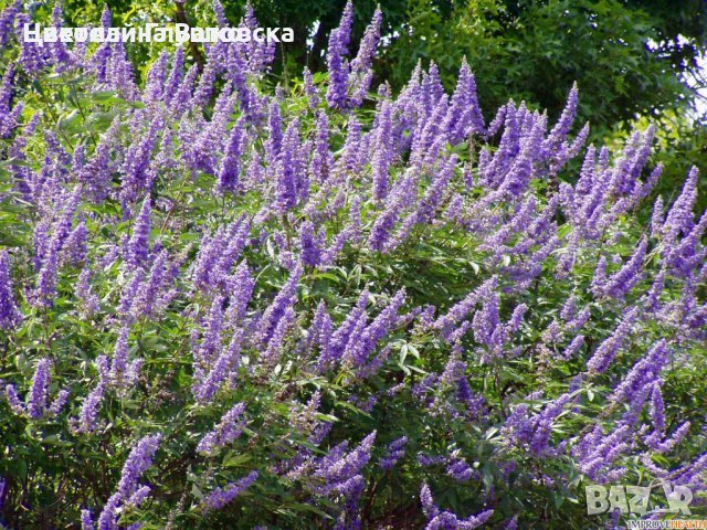 сертифициран разсад от лавандула, бял равнец, хизоп, римска лайка , малина, касис----, снимка 1