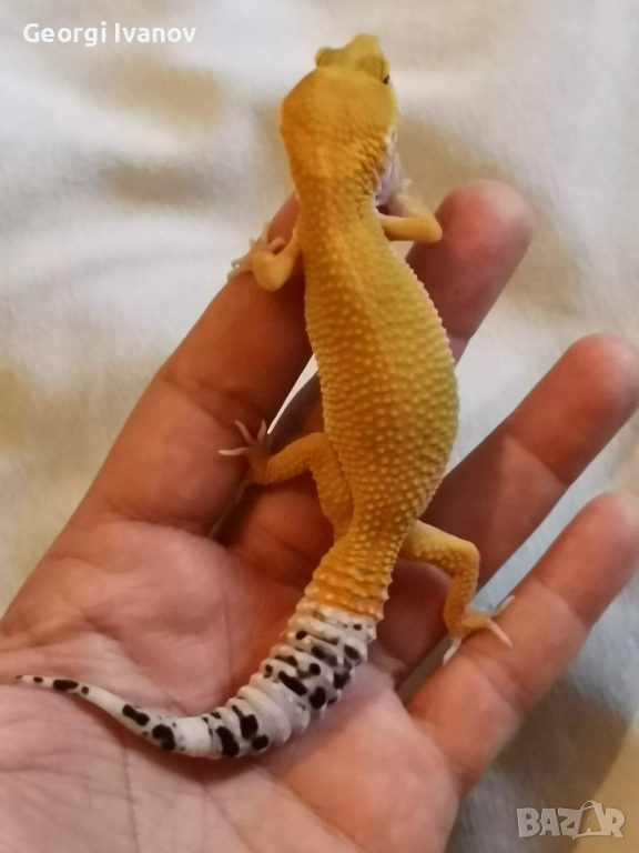 Продавам Леопардов Гекон, снимка 1