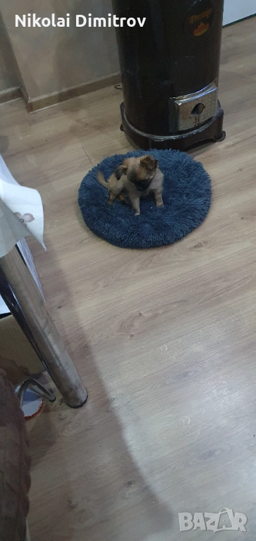 Мини сладурана , снимка 1