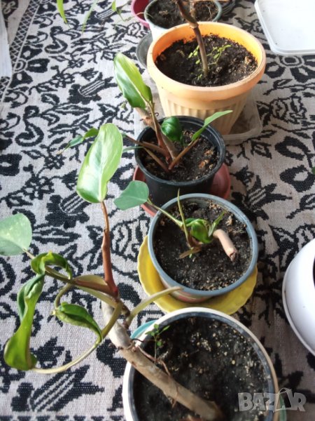 Red Еmerald филодендрон, , снимка 1