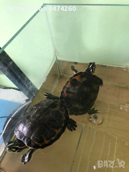 Водни костенурки, снимка 1