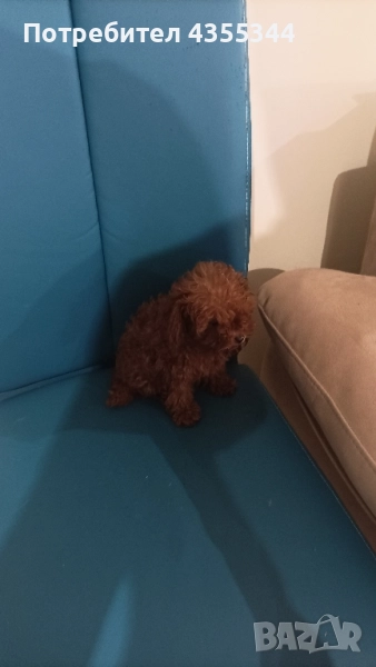 Той пудел, снимка 1