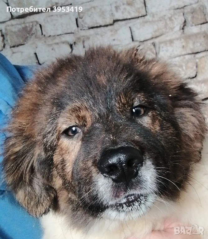 Чистопородни овчарски кученца , снимка 1