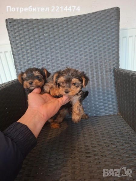 Последно момиченце с ВТОРА ВАКСИНА, снимка 1