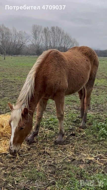 Продавам млад хафлингер, снимка 1