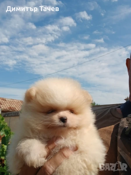 Чистокръвно момиче померан, снимка 1