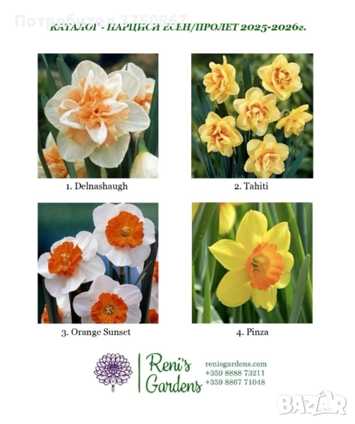 ☀️🍀🧡 Нарцис/Луковици , снимка 1
