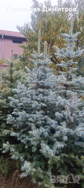 Коледни елхи, живи и отсечени, снимка 1