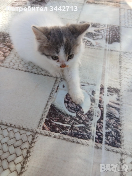 Подарявам 4 котета на 2 месеца, снимка 1