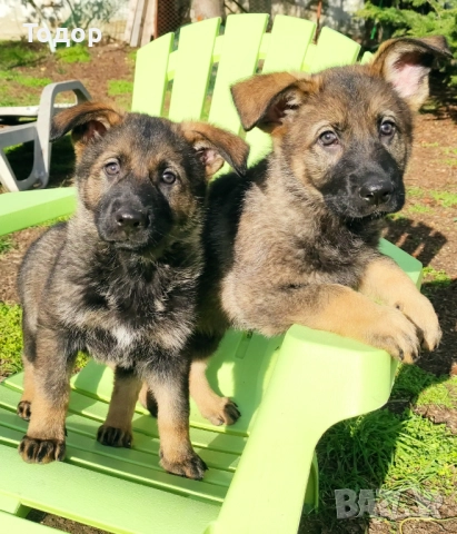 Продавам кученца източноевропейска овчарка