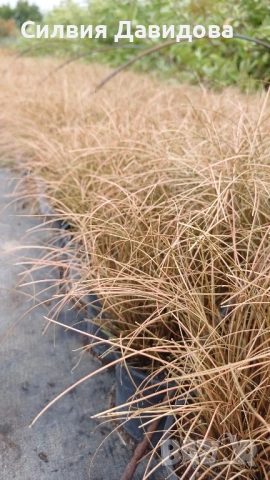 Карекс кафяв, снимка 4 - Градински цветя и растения - 51841856