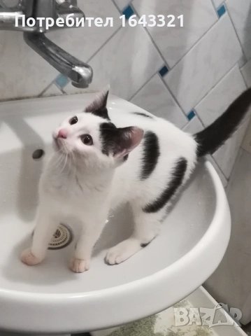 Малък сладур си търси дом (коте, котка), снимка 2 - Други - 52432213