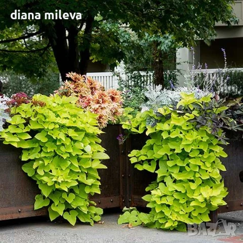 Ипомея Батат, два различни зелени сорта!, снимка 4 - Градински цветя и растения - 51230396