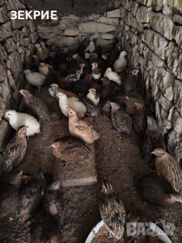 Продавам Домашни  Яйца  от Пъдпъдъци , снимка 7 - Други - 46928739