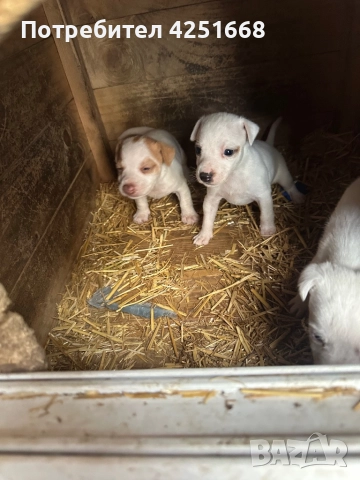 Джак ръселчета, снимка 1