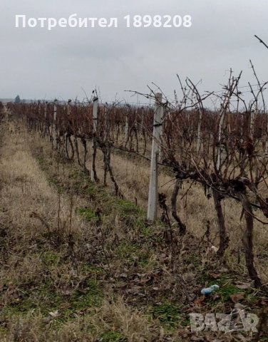 Лозе Шардоне