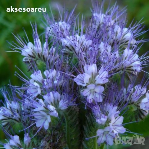 Семена от Фацелия - медоносно растение за пчелите разсад семена пчеларски растения силно медоносно ц, снимка 5 - Сортови семена и луковици - 37708344