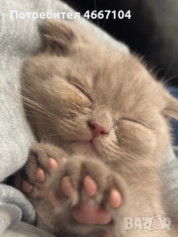 британско късокосместо коте на два месеца ,женско 