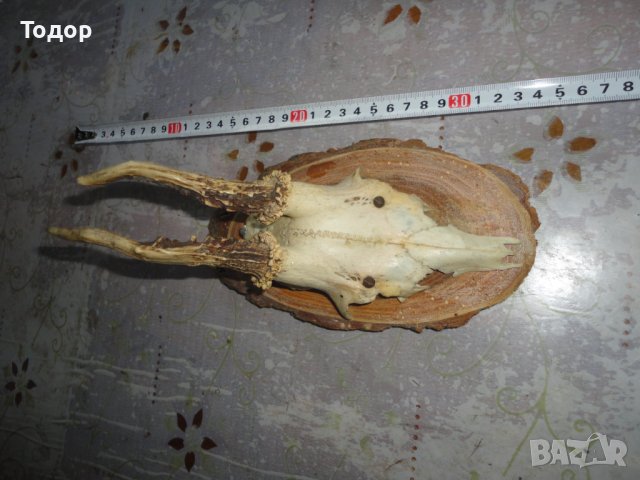 Старинен немски ловен трофей 2