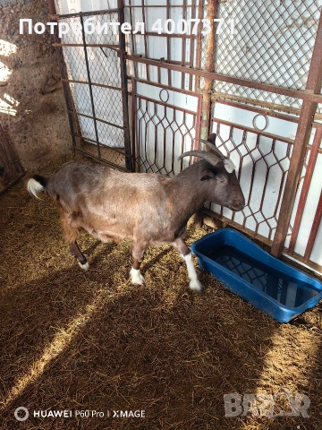 Англонубийски кози и пръч, снимка 13 - Кози - 52928138