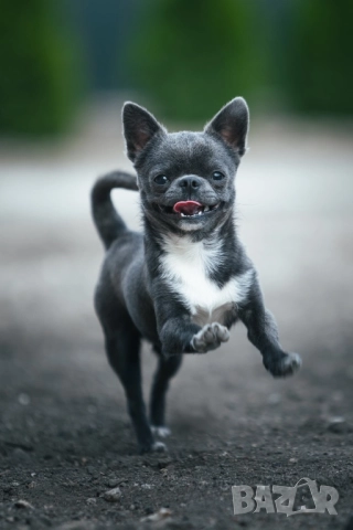 Синьо мъжко чихуахуа за разплод