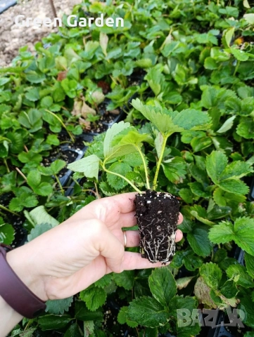 Ягоди Априка 0.80лв, снимка 2 - Градински цветя и растения - 51717016