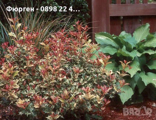 Османтус - osmanthus purpureus, снимка 2 - Разсади - 43887698