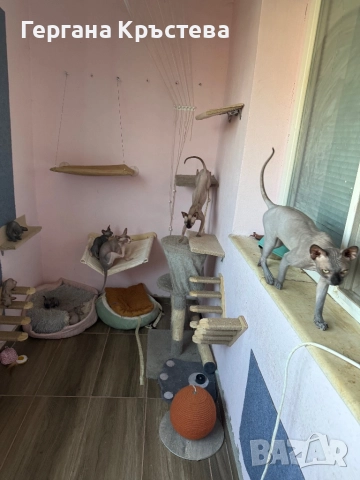 Канадски Сфинкс , снимка 8 - Сфинксове - 52597578